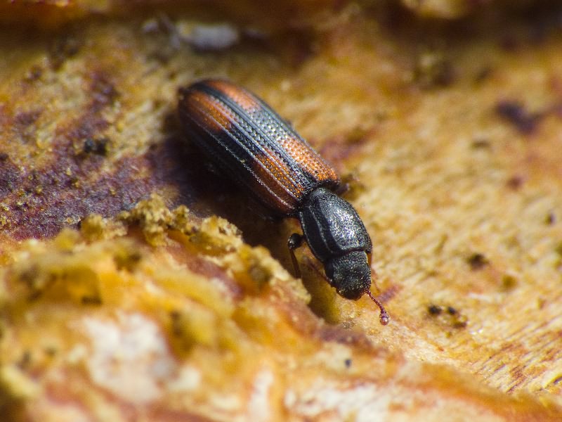 Bitoma crenata (Fabricius, 1775)